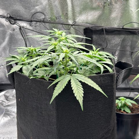 Medusa F1 growlog timeline photo