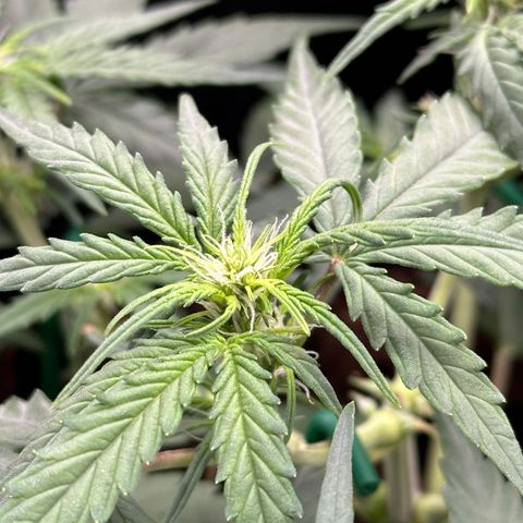 Medusa F1 growlog timeline photo