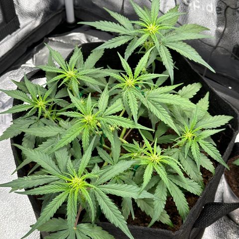 Medusa F1 growlog timeline photo