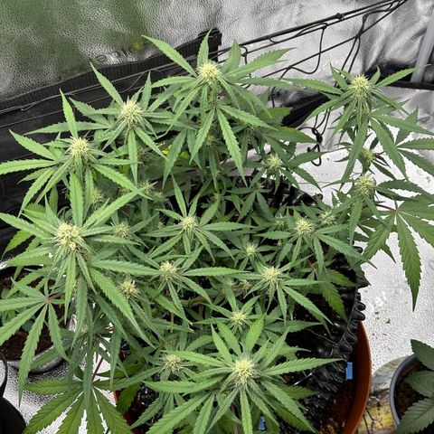 Orion F1 #2 growlog timeline photo