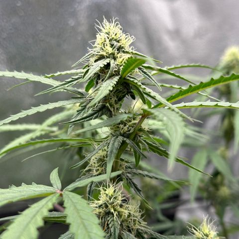 Orion F1 #2 growlog timeline photo