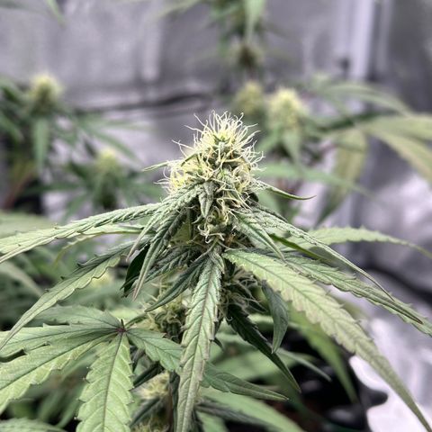Orion F1 #2 growlog timeline photo