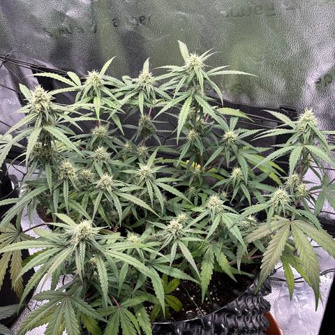 Orion F1 #2 growlog timeline photo