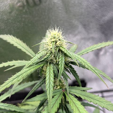Orion F1 #2 growlog timeline photo