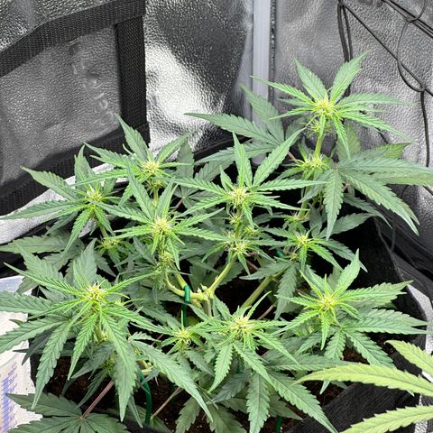 Medusa F1 growlog timeline photo