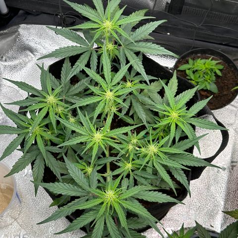 Medusa F1 growlog timeline photo