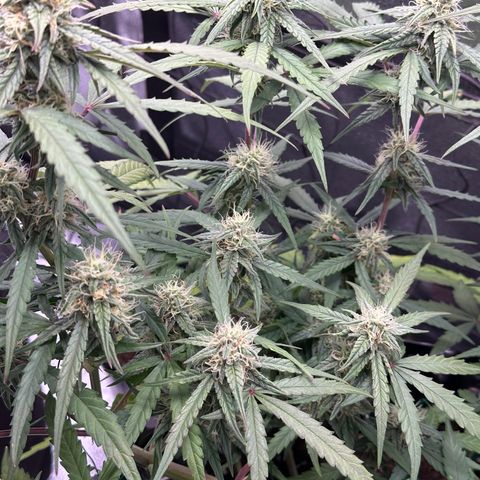 Orion F1 #2 growlog timeline photo