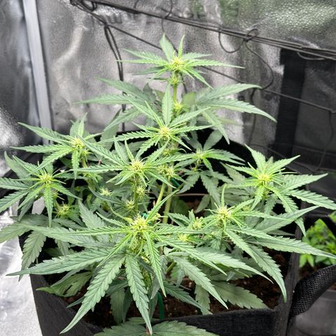 Medusa F1 growlog timeline photo