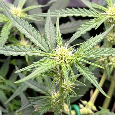 Medusa F1 growlog timeline photo