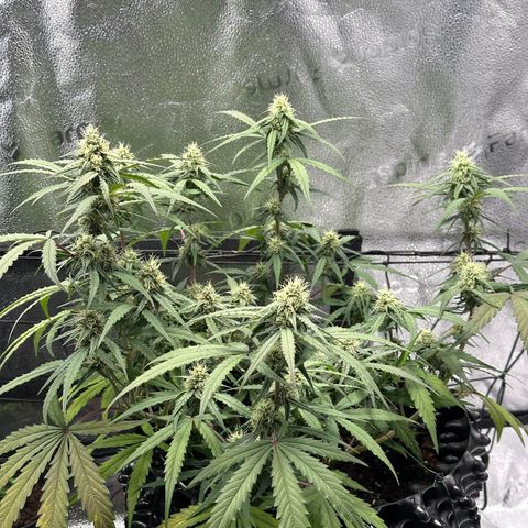 Orion F1 #2 growlog timeline photo
