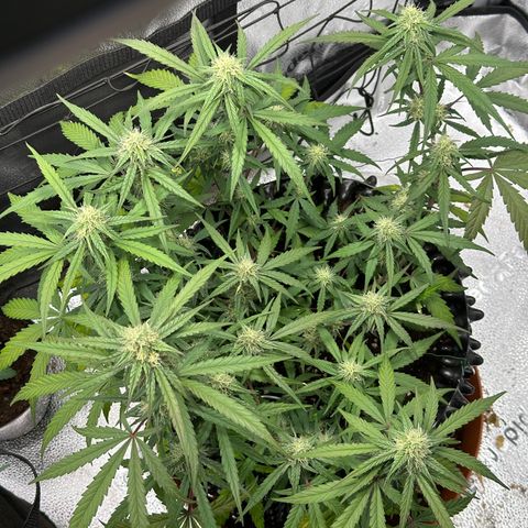 Orion F1 #2 growlog timeline photo
