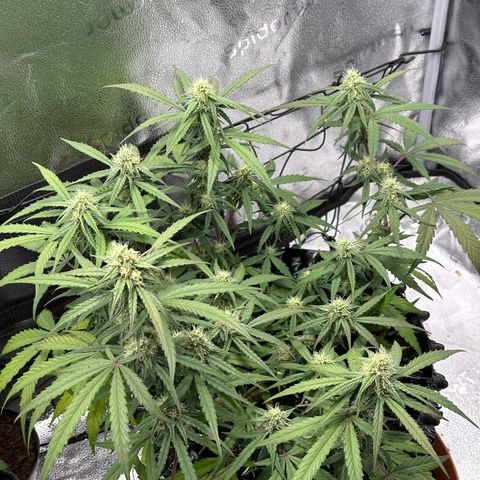 Orion F1 #2 growlog timeline photo