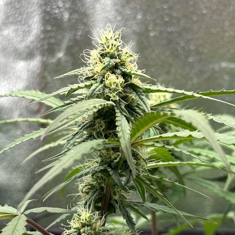 Orion F1 #2 growlog timeline photo