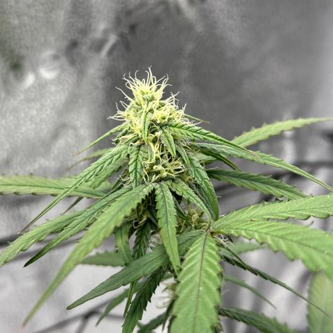 Orion F1 #2 growlog timeline photo