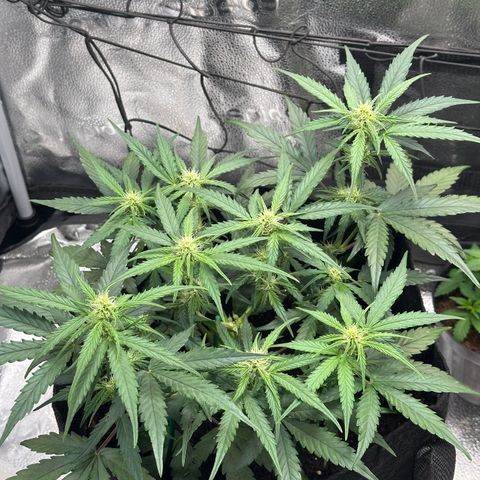 Medusa F1 growlog timeline photo