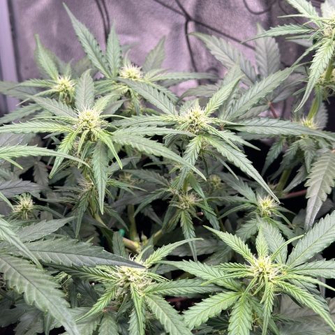 Medusa F1 growlog timeline photo