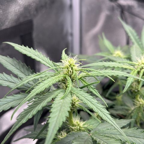 Medusa F1 growlog timeline photo