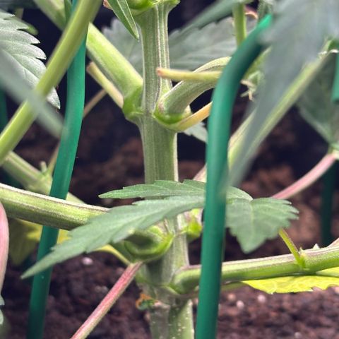 Medusa F1 growlog timeline photo