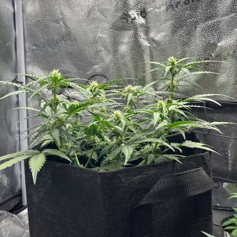Medusa F1 growlog timeline photo