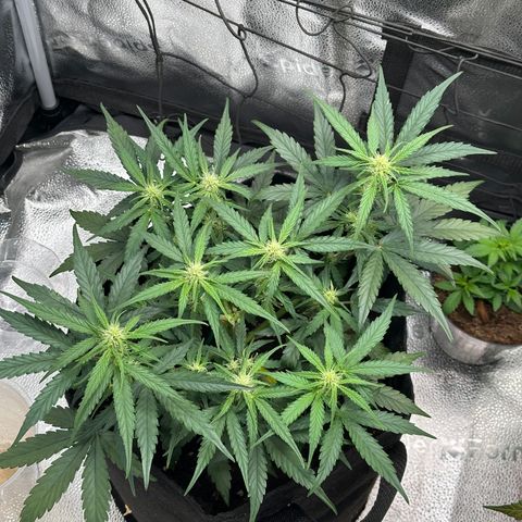 Medusa F1 growlog timeline photo