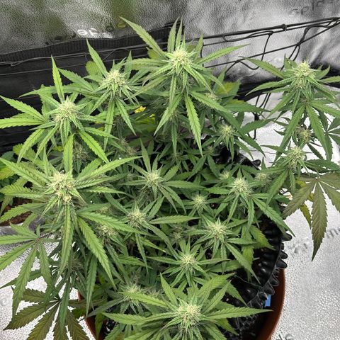 Orion F1 #2 growlog timeline photo