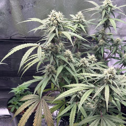 Orion F1 #2 growlog timeline photo