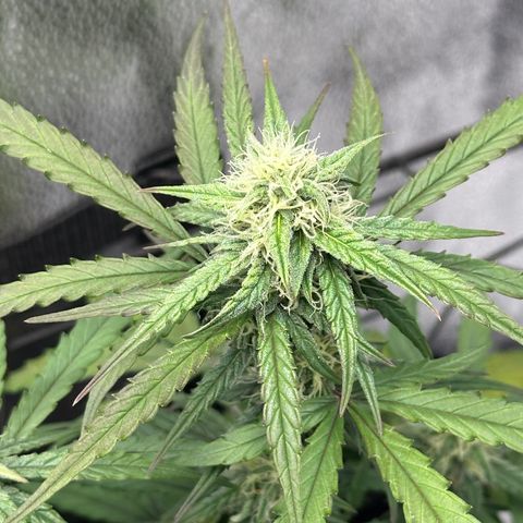Orion F1 #2 growlog timeline photo