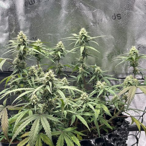 Orion F1 #2 growlog timeline photo