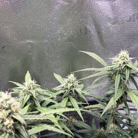 Orion F1 #2 growlog timeline photo