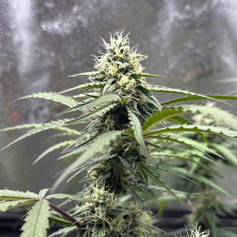 Orion F1 #2 growlog timeline photo