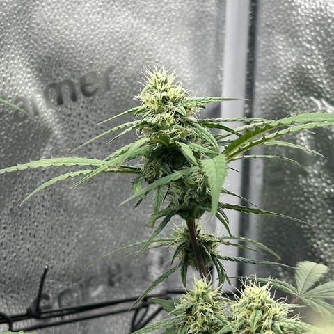 Orion F1 #2 growlog timeline photo