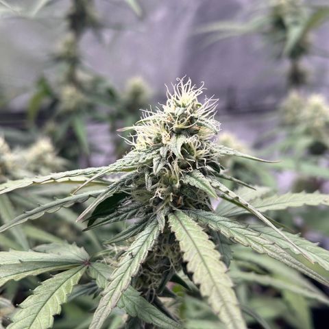 Orion F1 #2 growlog timeline photo