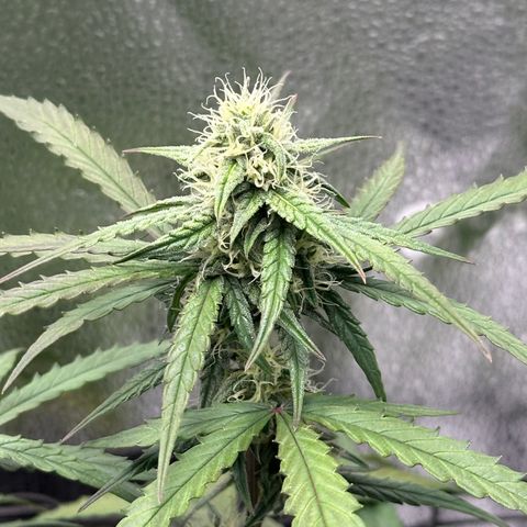 Orion F1 #2 growlog timeline photo