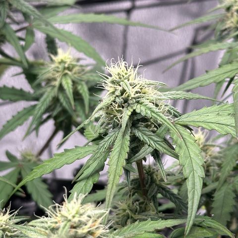 Orion F1 #2 growlog timeline photo