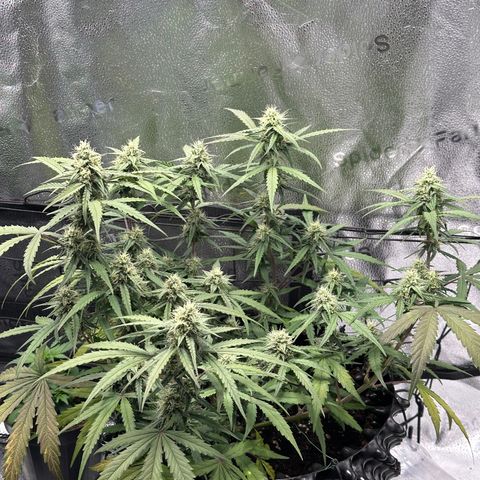 Orion F1 #2 growlog timeline photo