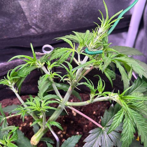 Wedding Cake 🍰 growlog timeline photo