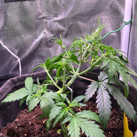 Wedding Cake 🍰 growlog timeline photo
