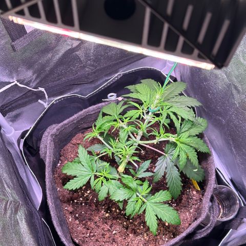 Wedding Cake 🍰 growlog timeline photo