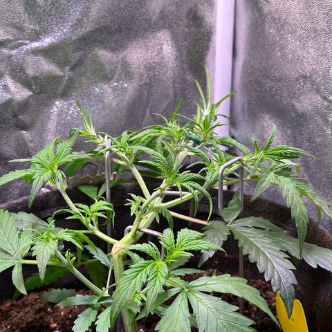 Wedding Cake 🍰 growlog timeline photo