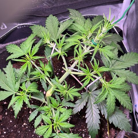 Wedding Cake 🍰 growlog timeline photo