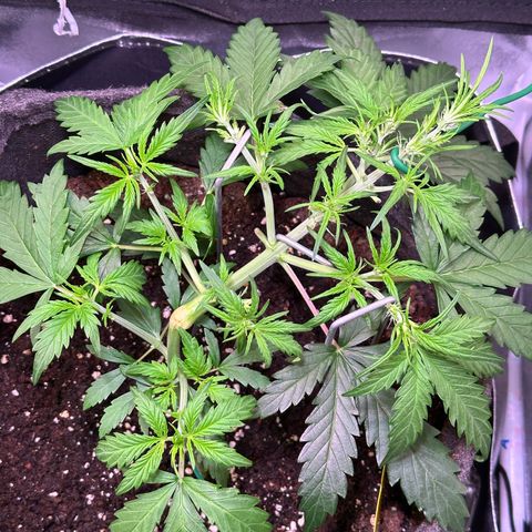Wedding Cake 🍰 growlog timeline photo