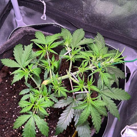 Wedding Cake 🍰 growlog timeline photo