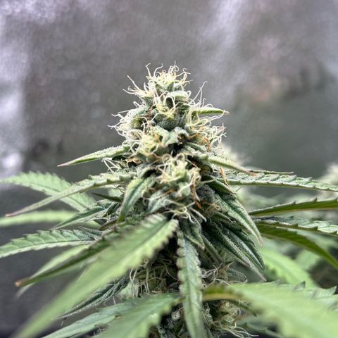 Orion F1 #2 growlog timeline photo
