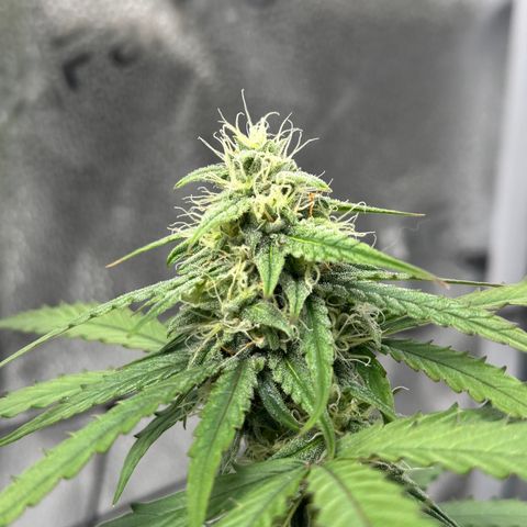 Orion F1 #2 growlog timeline photo
