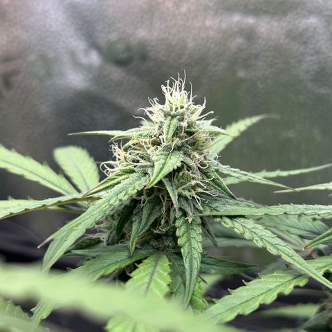 Orion F1 #2 growlog timeline photo