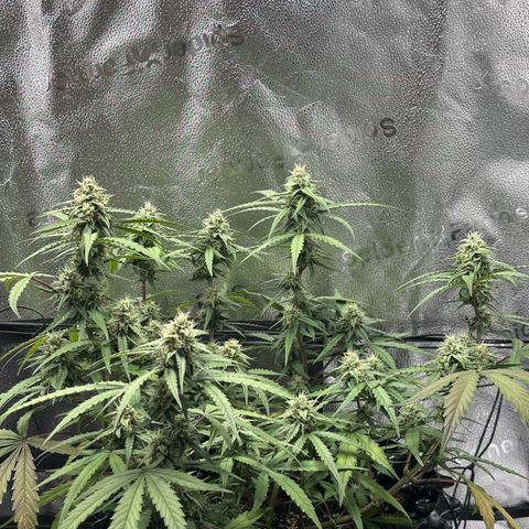 Orion F1 #2 growlog timeline photo