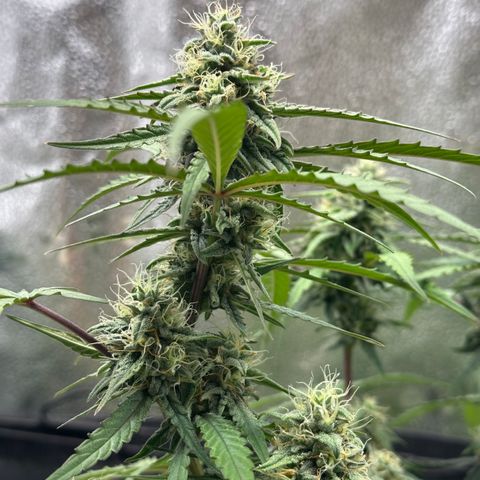 Orion F1 #2 growlog timeline photo