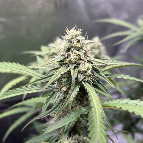 Orion F1 #2 growlog timeline photo