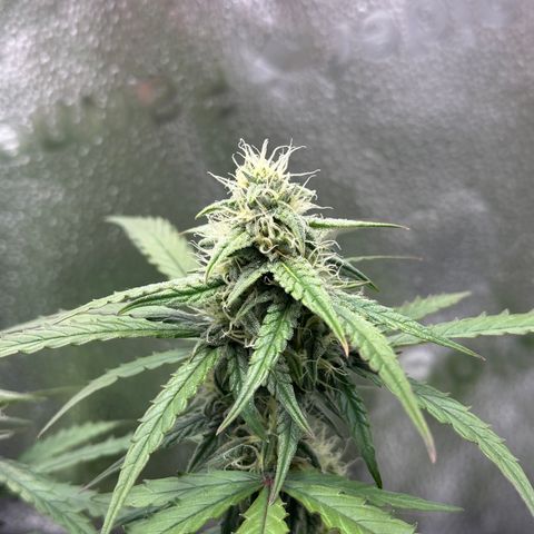 Orion F1 #2 growlog timeline photo