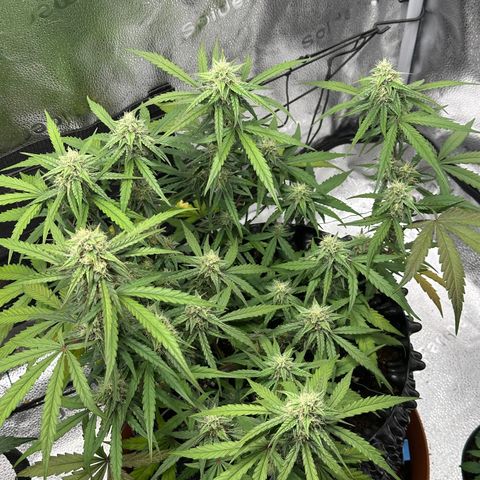 Orion F1 #2 growlog timeline photo